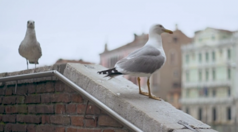 immagine dei gabbiani reali